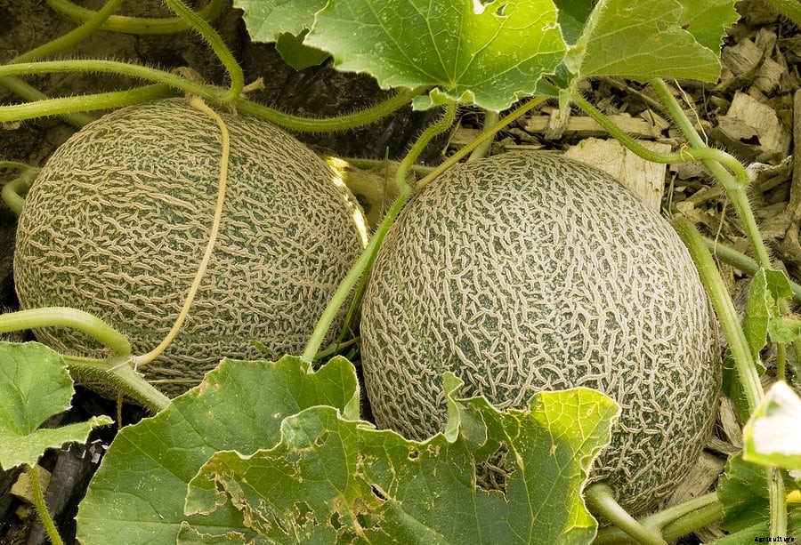 How to Grow Melons