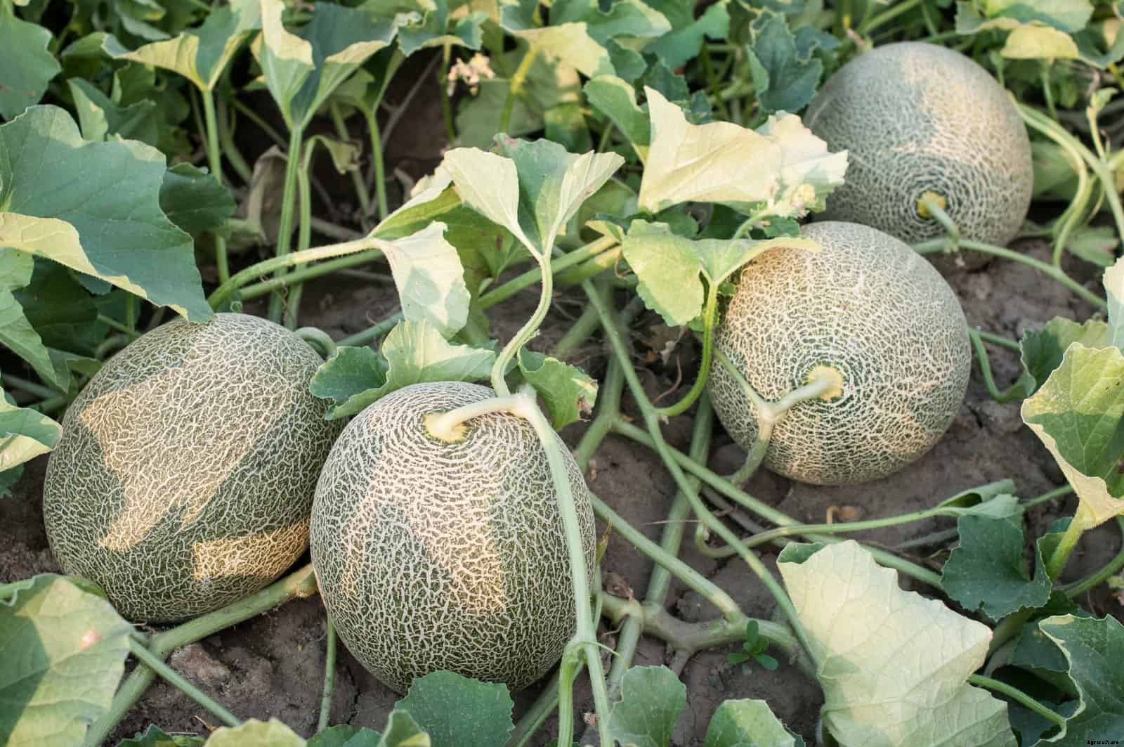 How to Grow Melons