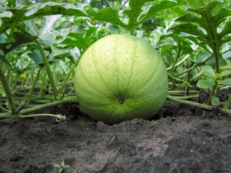 How to Grow Melons