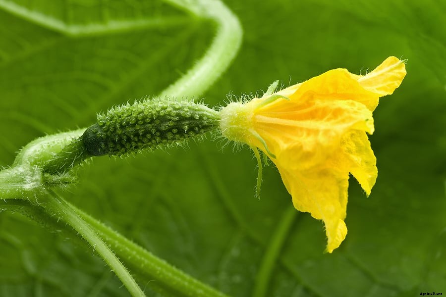 How to Grow Cucumbers