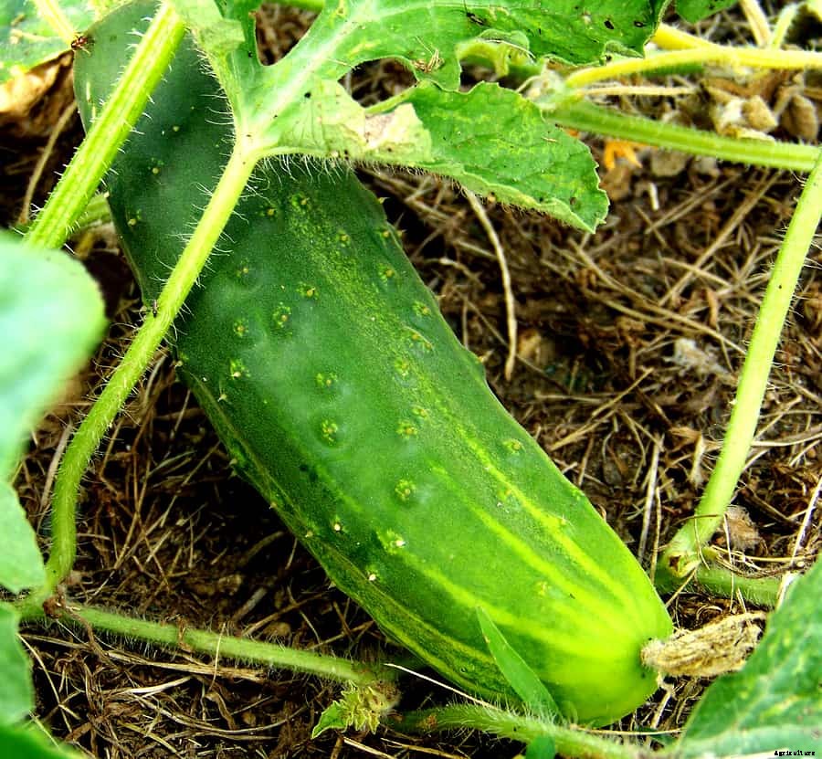 How to Grow Cucumbers