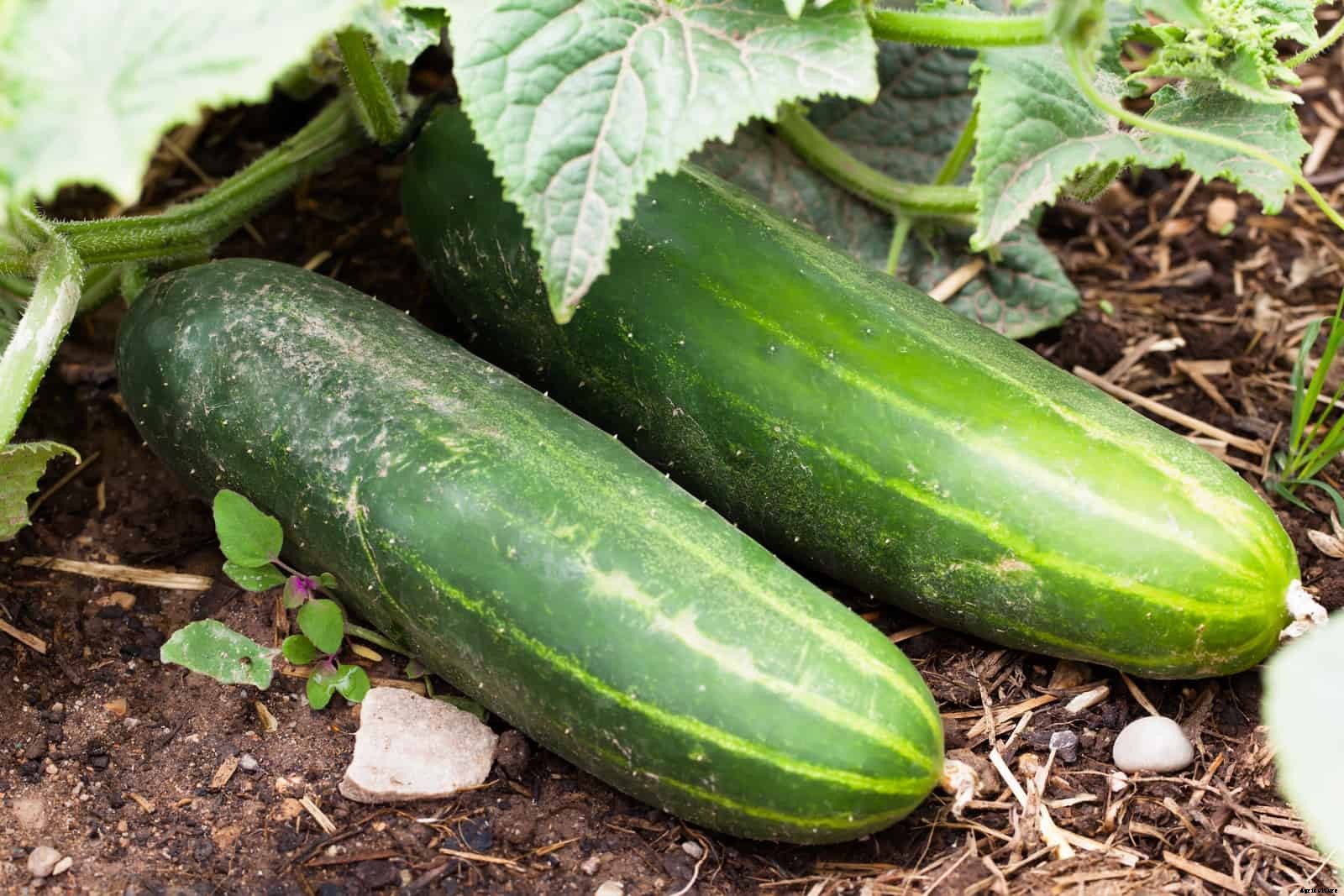 How to Grow Cucumbers