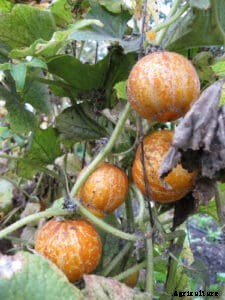 How to Grow Cucumbers