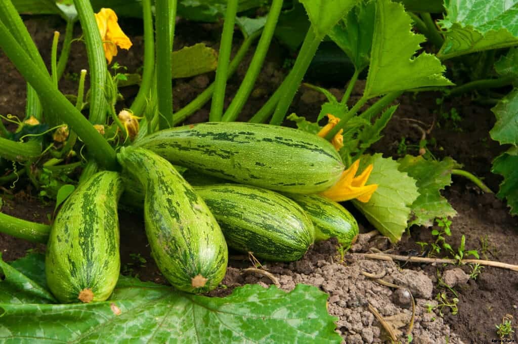 How to Grow Zucchini and Summer Squash