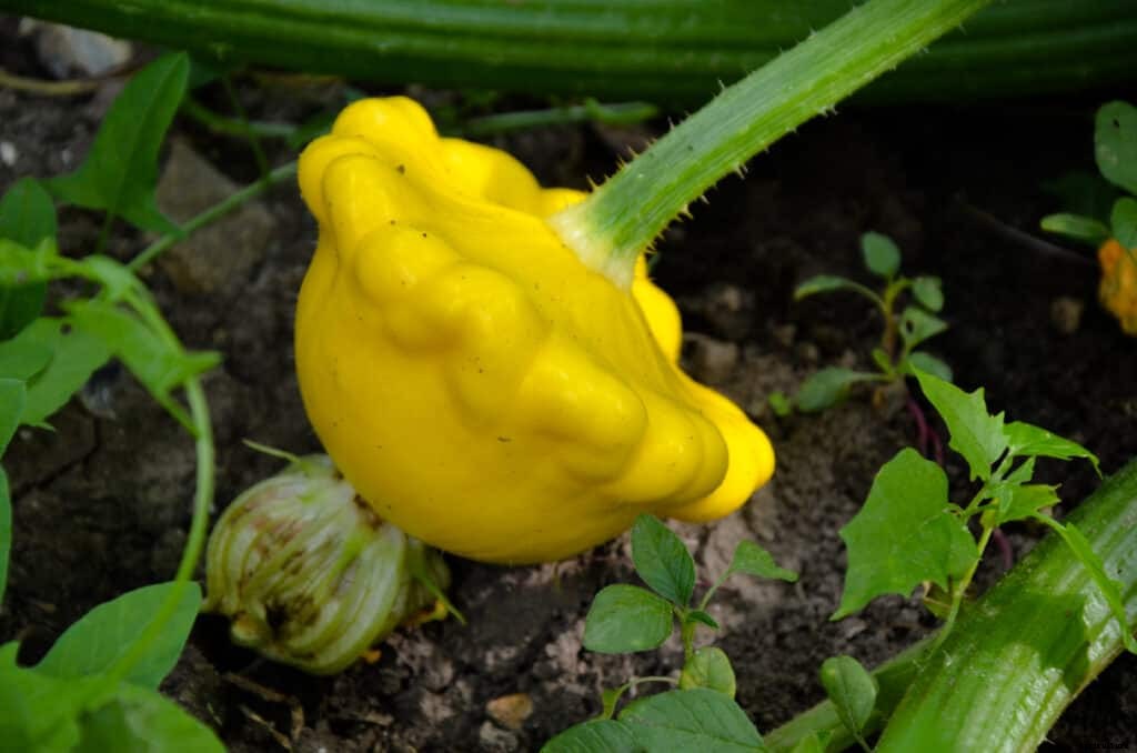 How to Grow Zucchini and Summer Squash