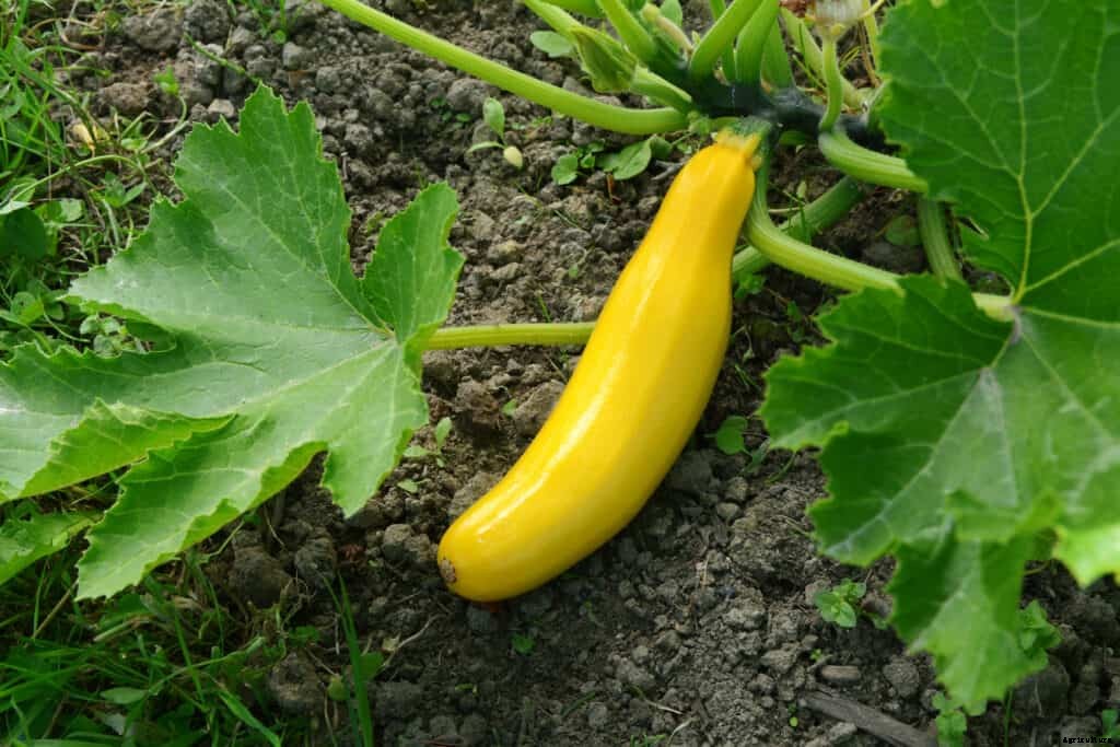 How to Grow Zucchini and Summer Squash