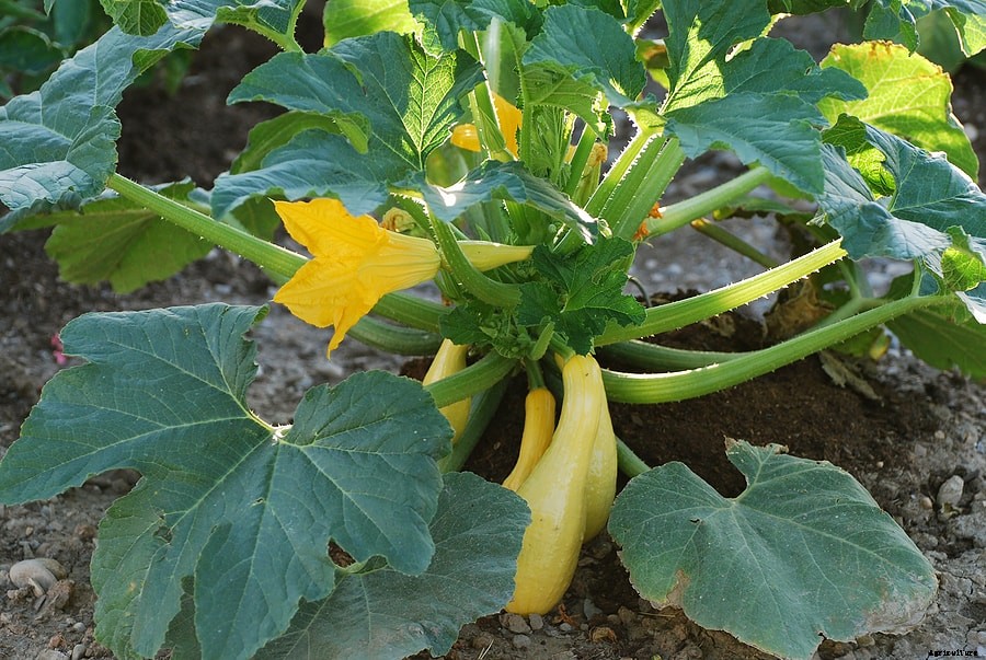 How to Grow Zucchini and Summer Squash