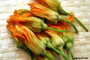 How to Grow Zucchini and Summer Squash