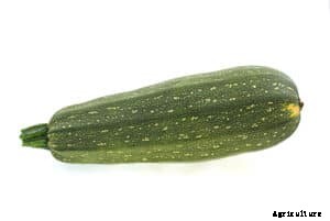 How to Grow Zucchini and Summer Squash