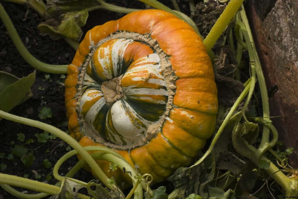 How to Grow Winter Squash