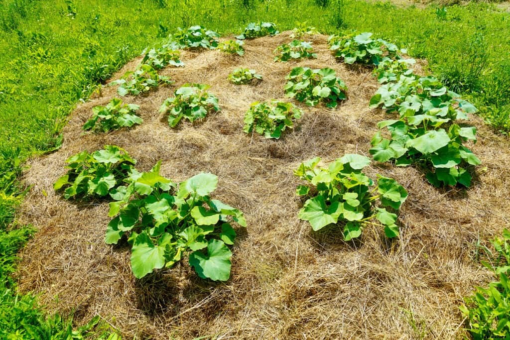 How to Grow Winter Squash