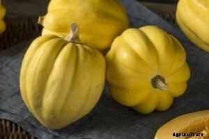 How to Grow Winter Squash