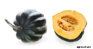 How to Grow Winter Squash