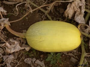 How to Grow Winter Squash