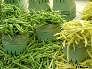 How to Grow Beans