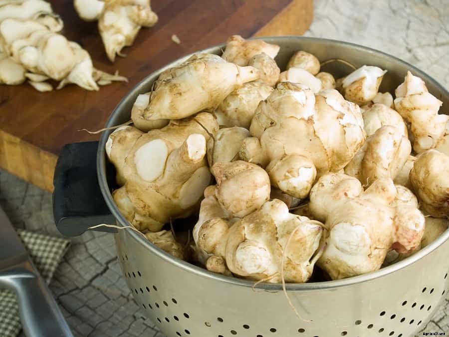 How to Grow Sunchoke