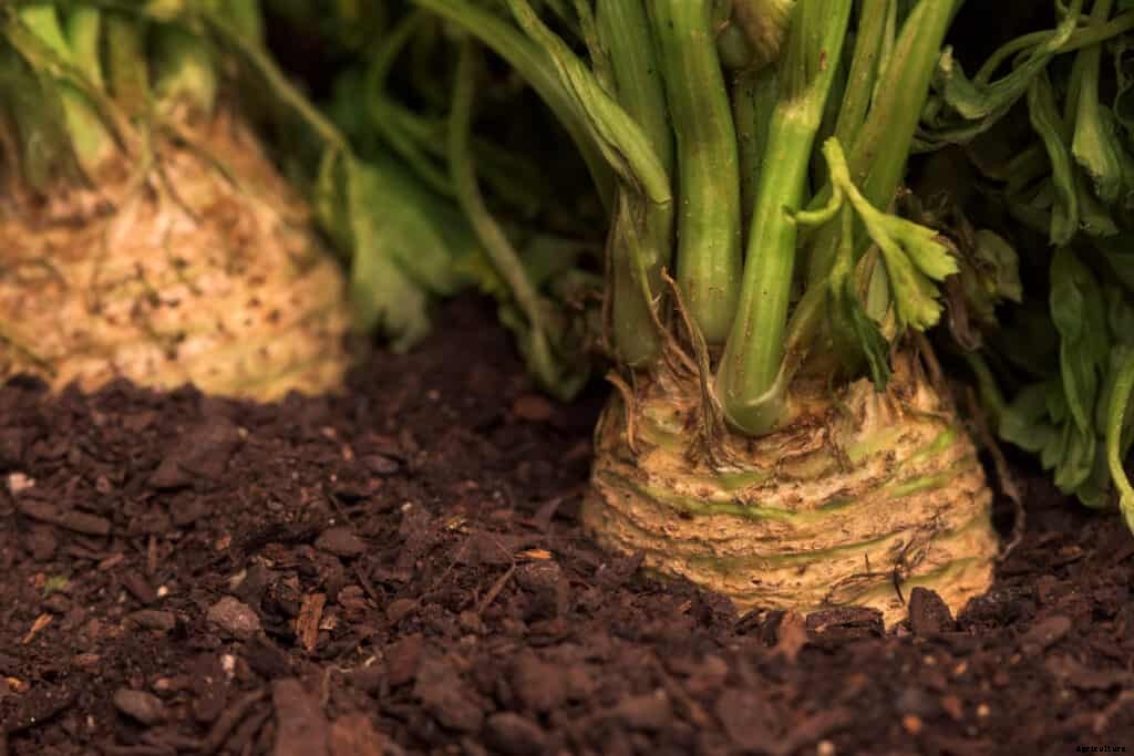 How to Grow Celeriac