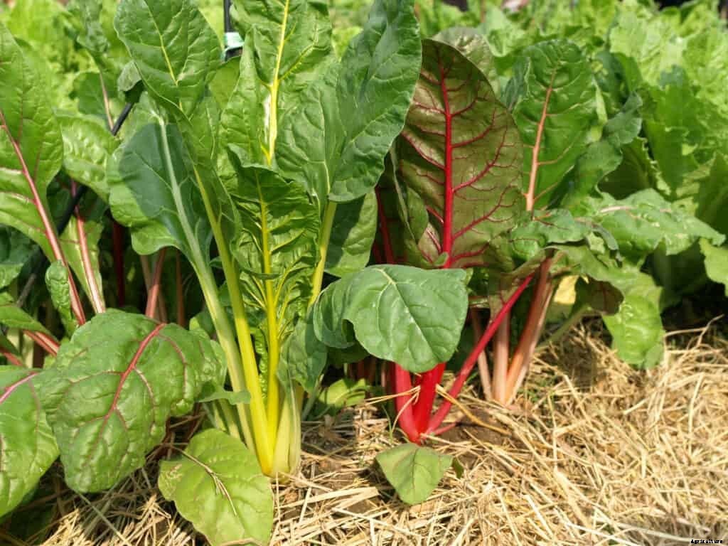 How to Grow Swiss Chard