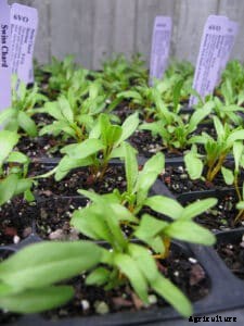How to Grow Swiss Chard