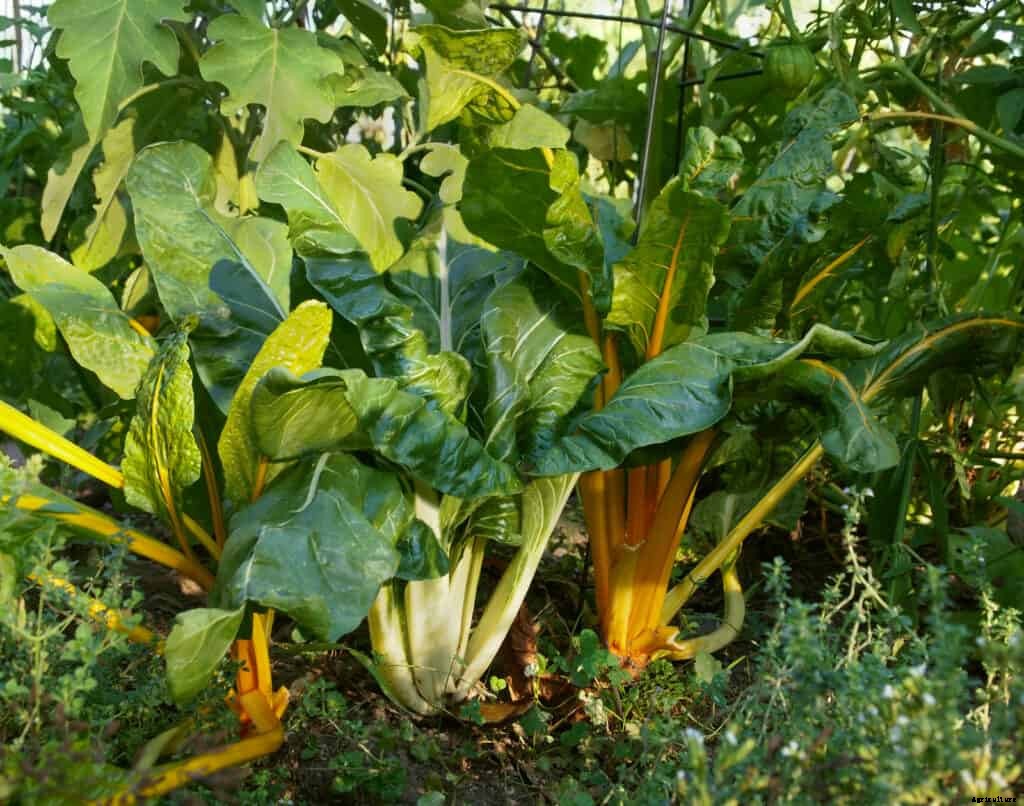 How to Grow Swiss Chard