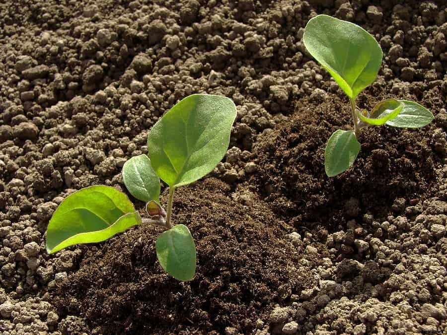 How to Grow Eggplant