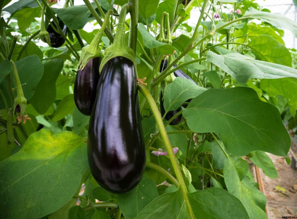 How to Grow Eggplant
