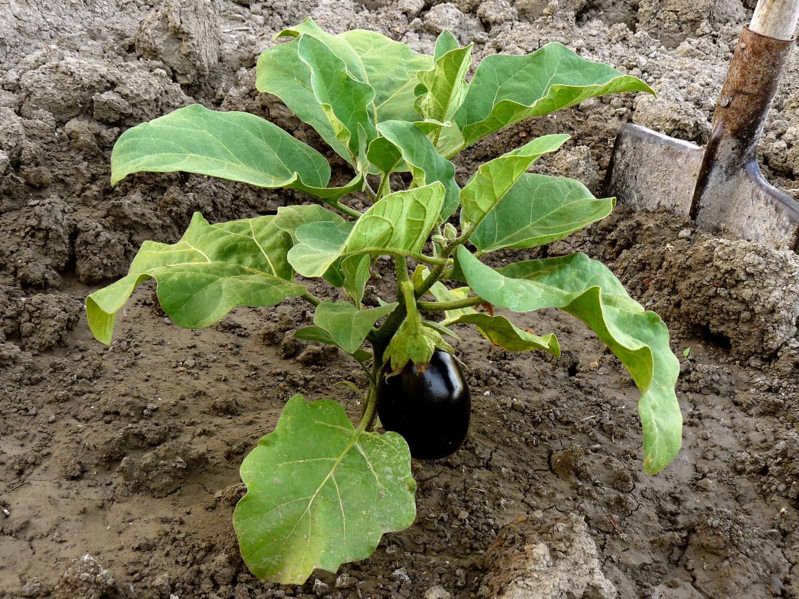 How to Grow Eggplant