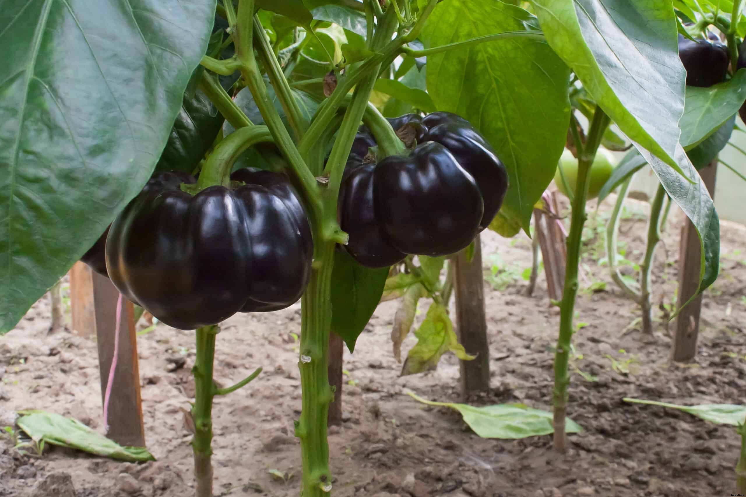 How to Grow Eggplant