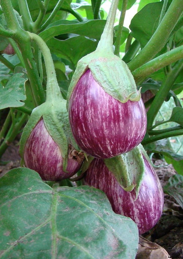 How to Grow Eggplant