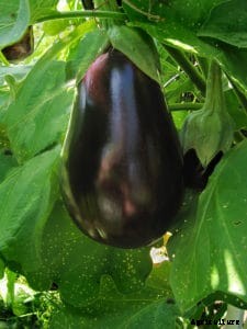 How to Grow Eggplant