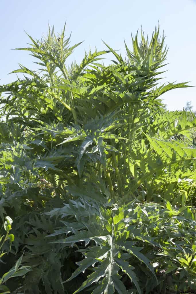 How to Grow Cardoon