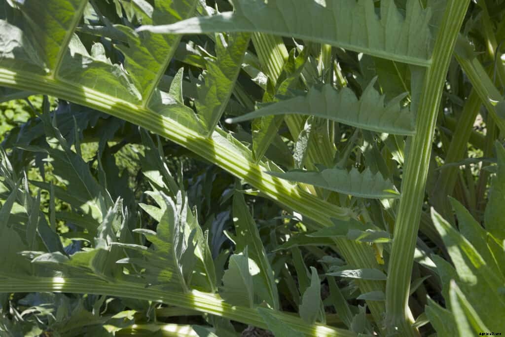 How to Grow Cardoon