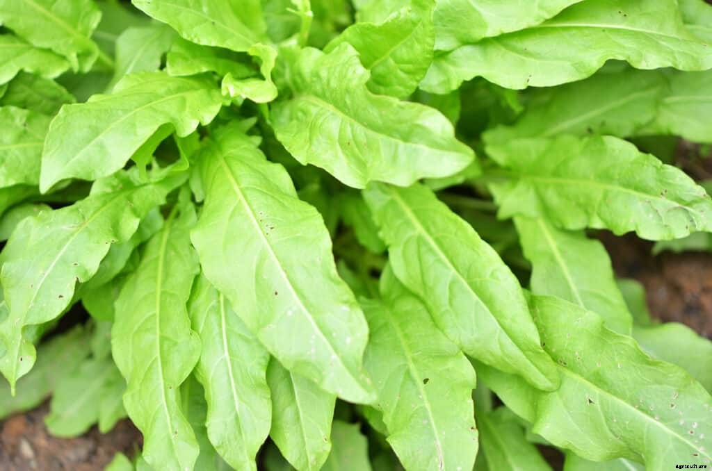 How to Grow Sorrel