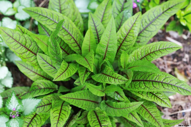 How to Grow Sorrel