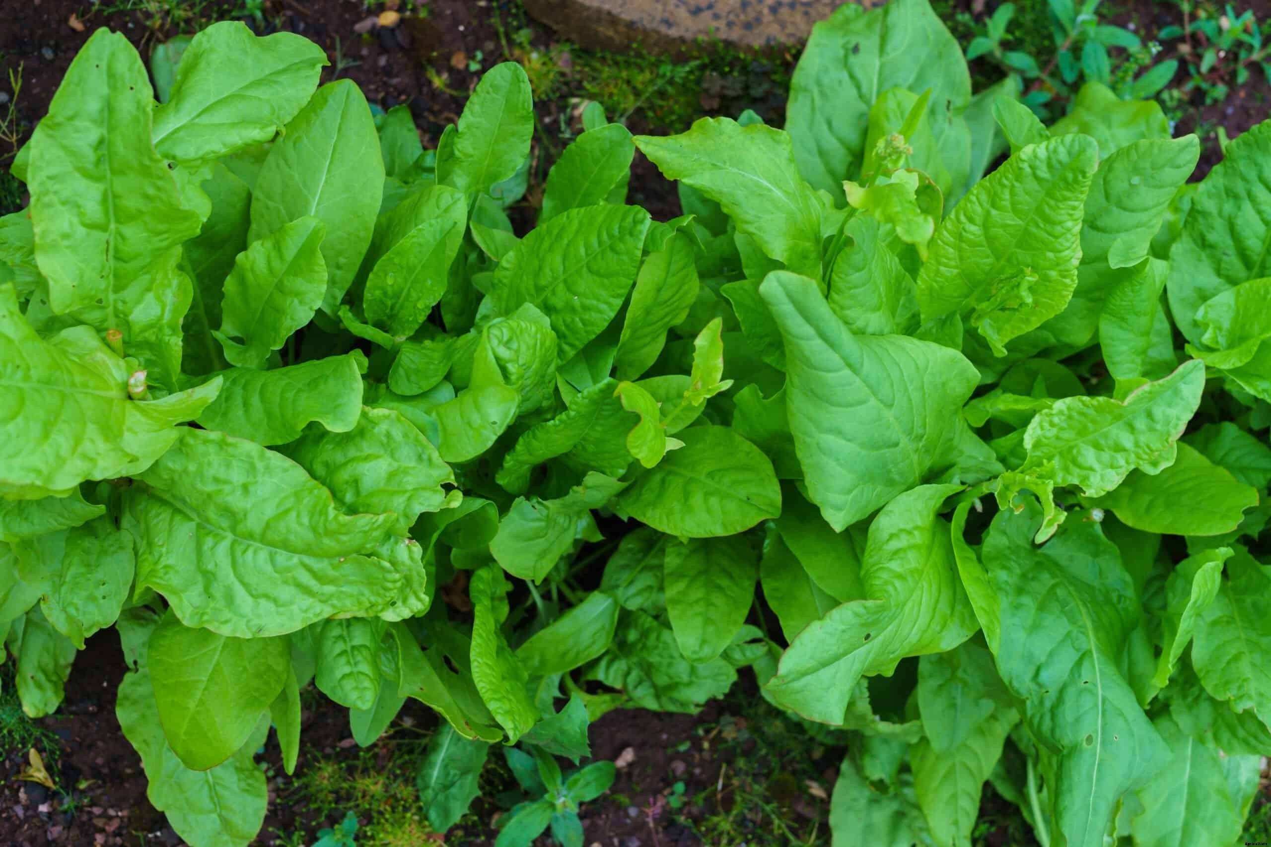 How to Grow Sorrel