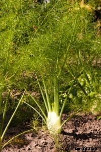 How to Grow Florence Fennel