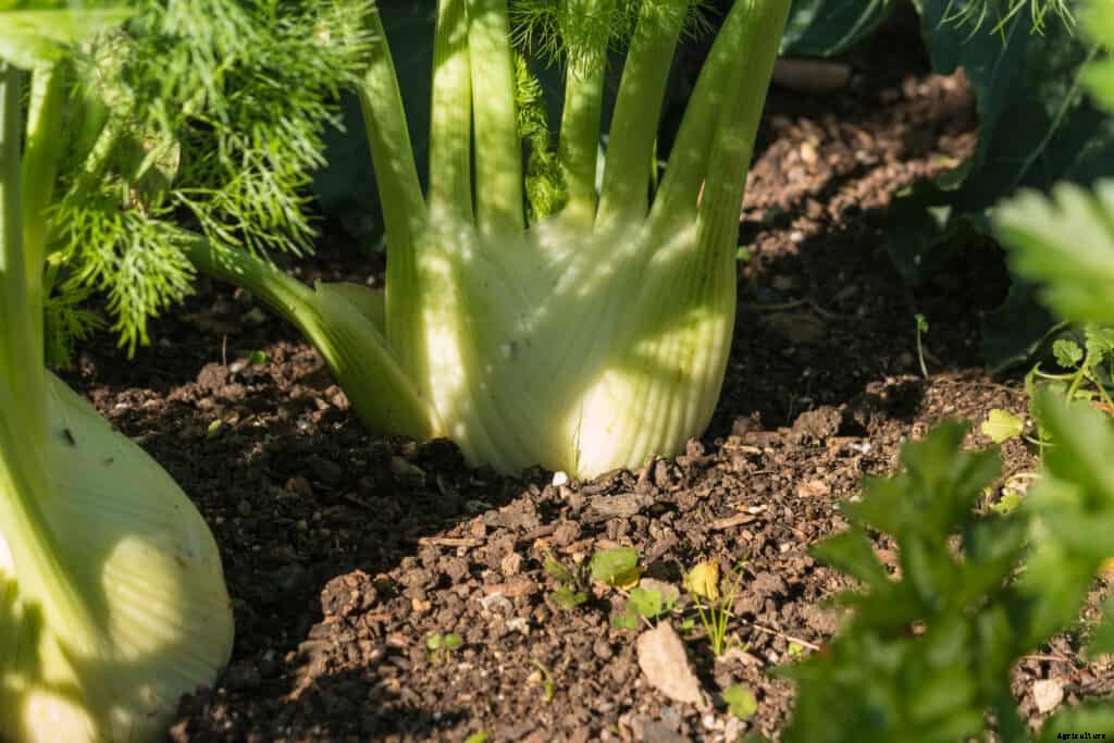 How to Grow Florence Fennel