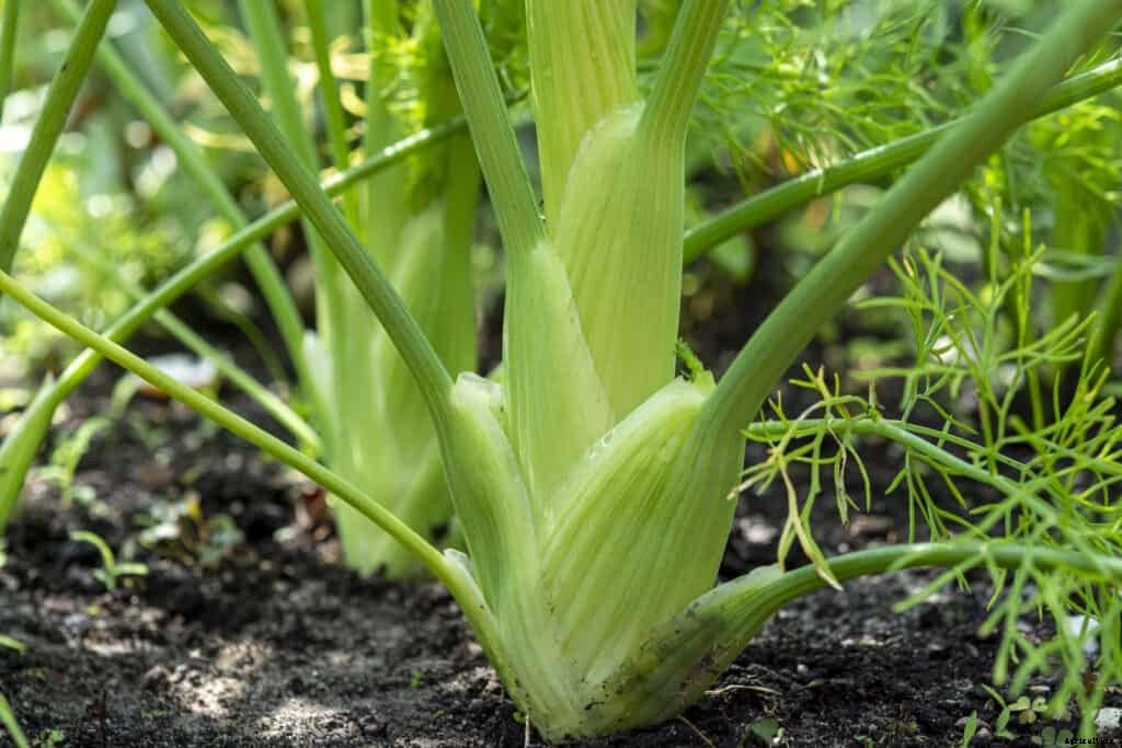 How to Grow Florence Fennel