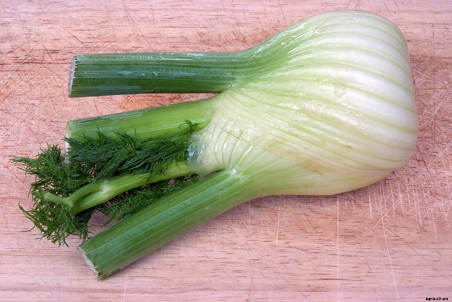 How to Grow Florence Fennel