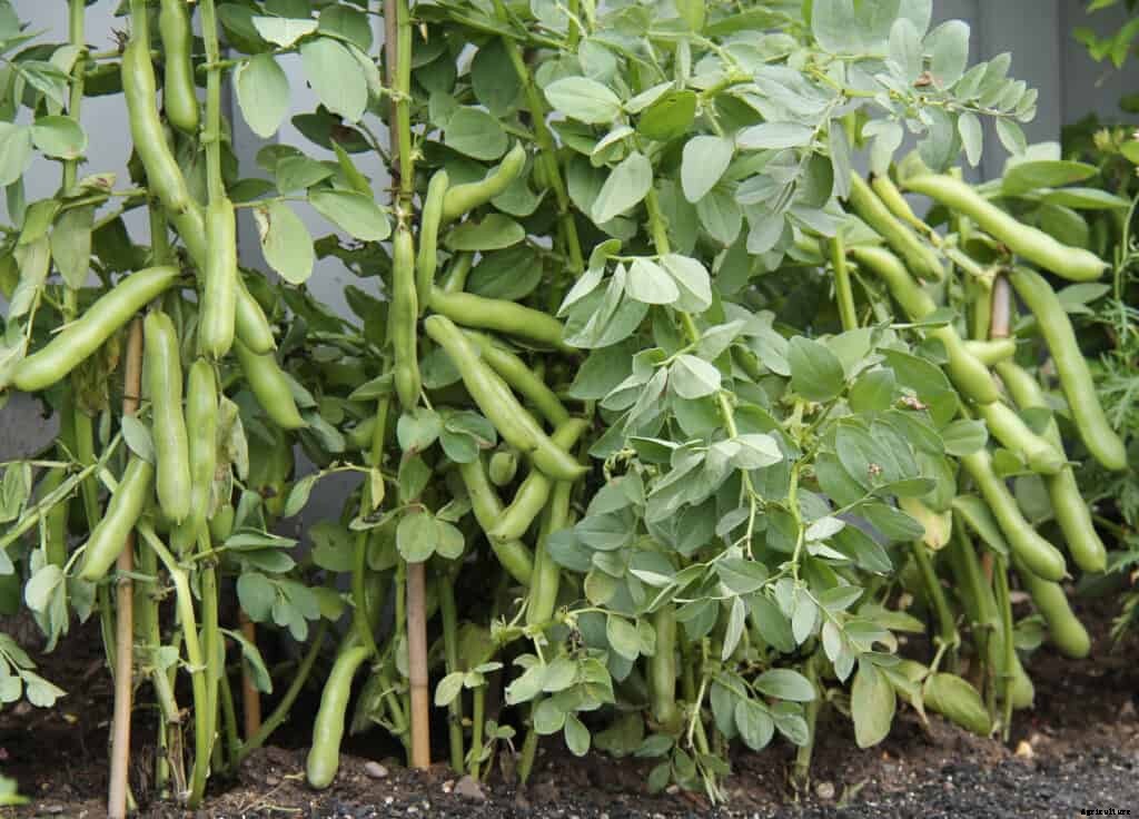 How to Grow Broad Beans, Fava Beans