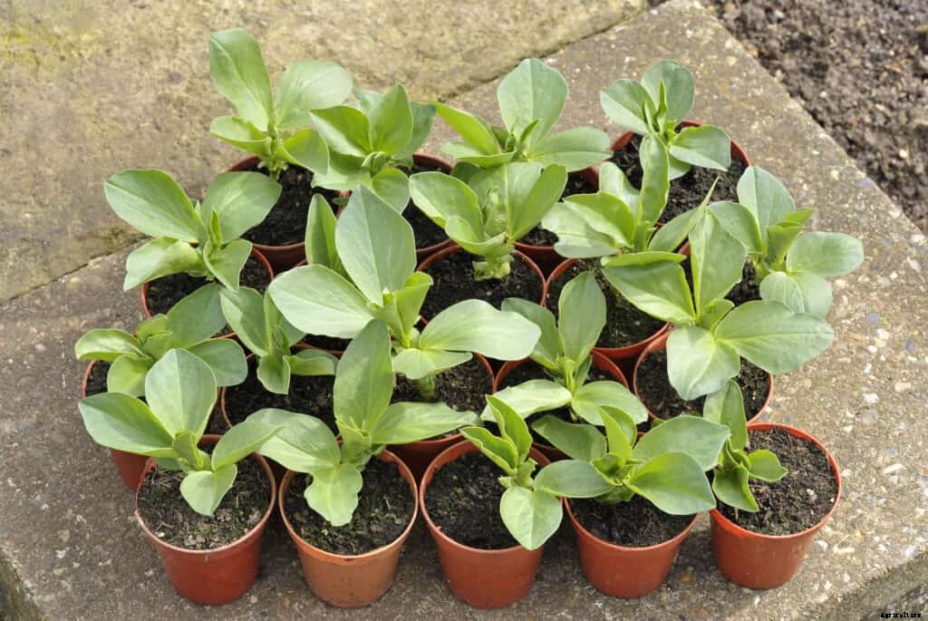 How to Grow Broad Beans, Fava Beans