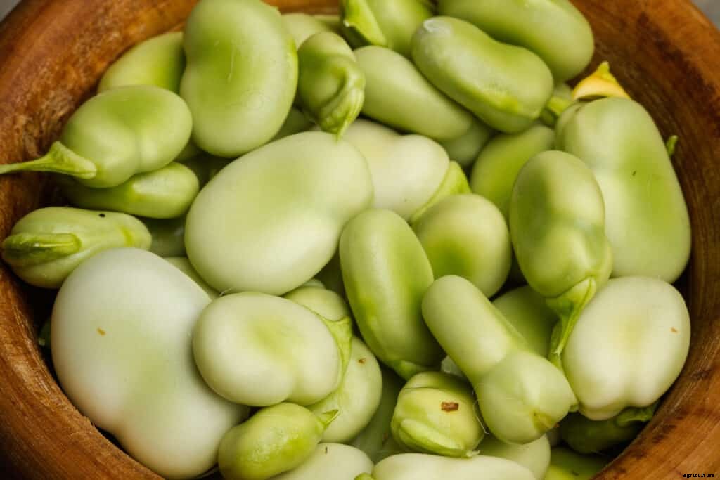 How to Grow Broad Beans, Fava Beans