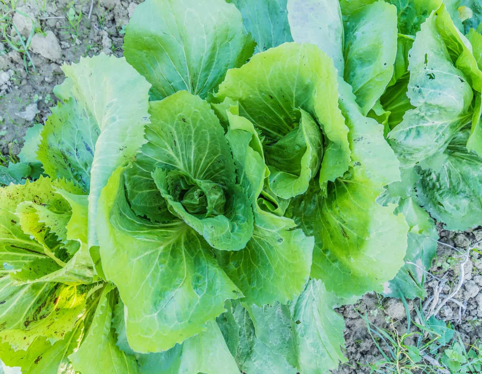 How to Grow Chicory, Belgian Endive, and Radicchio
