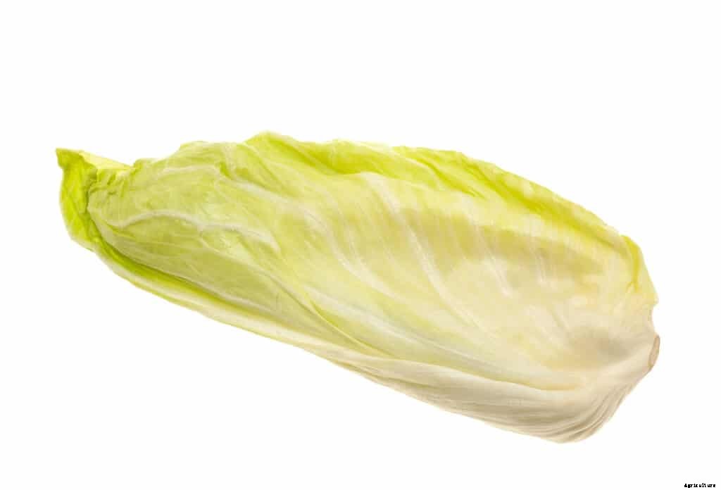 How to Grow Chicory, Belgian Endive, and Radicchio