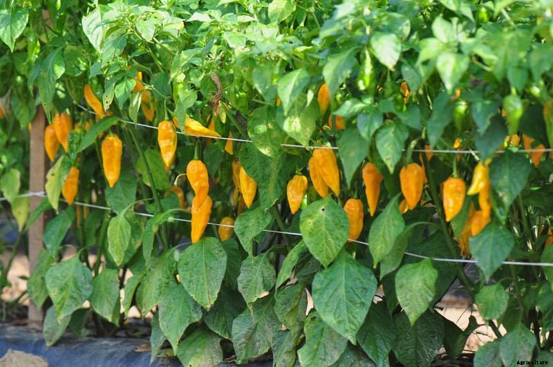 How to Grow Peppers