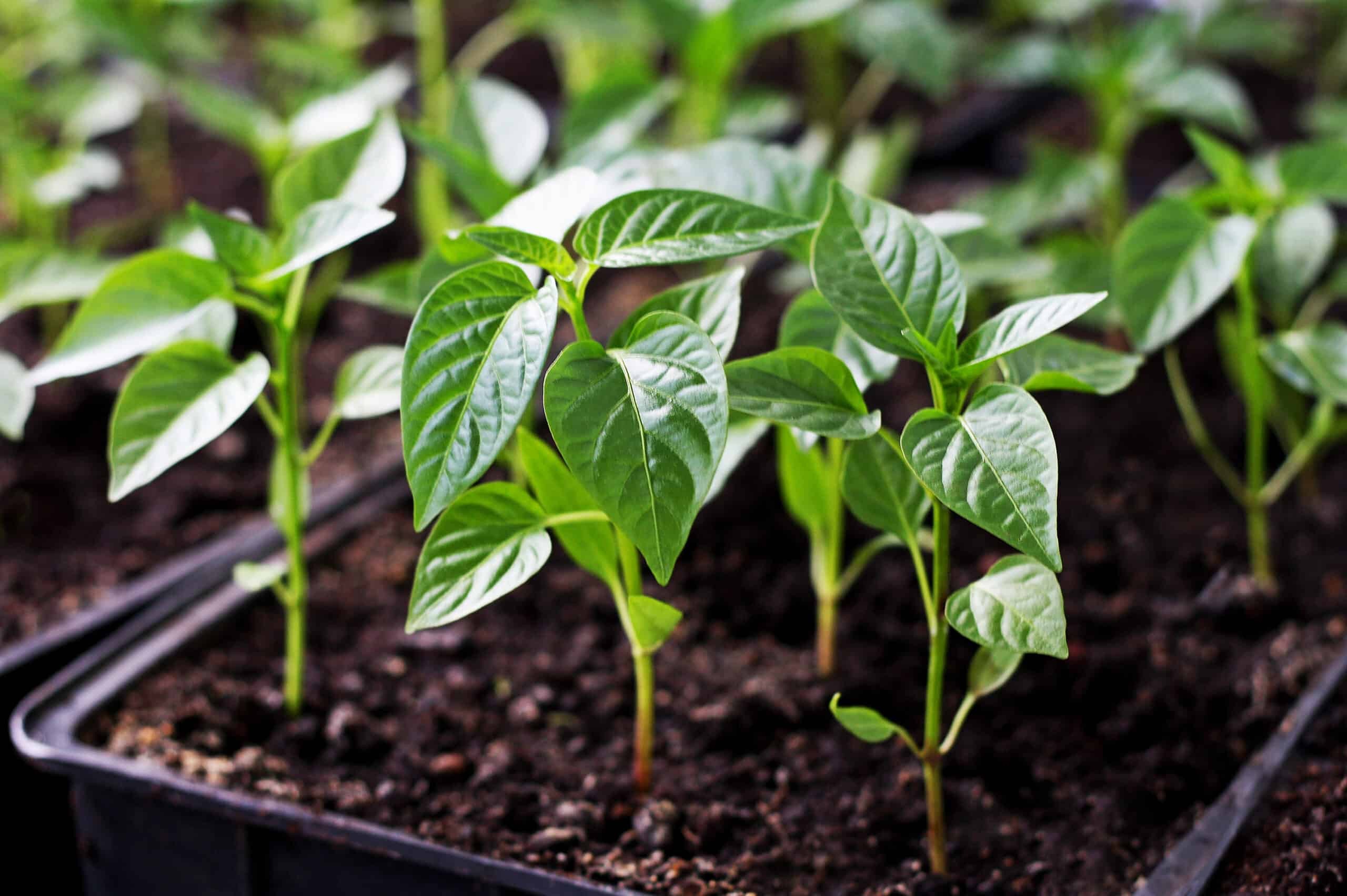 How to Grow Peppers