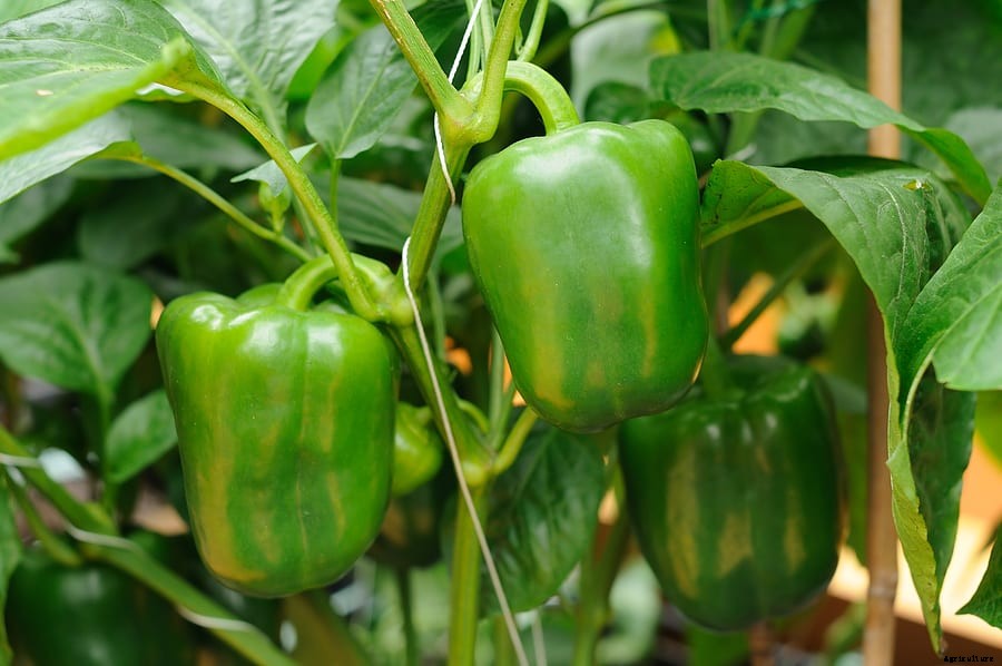 How to Grow Peppers
