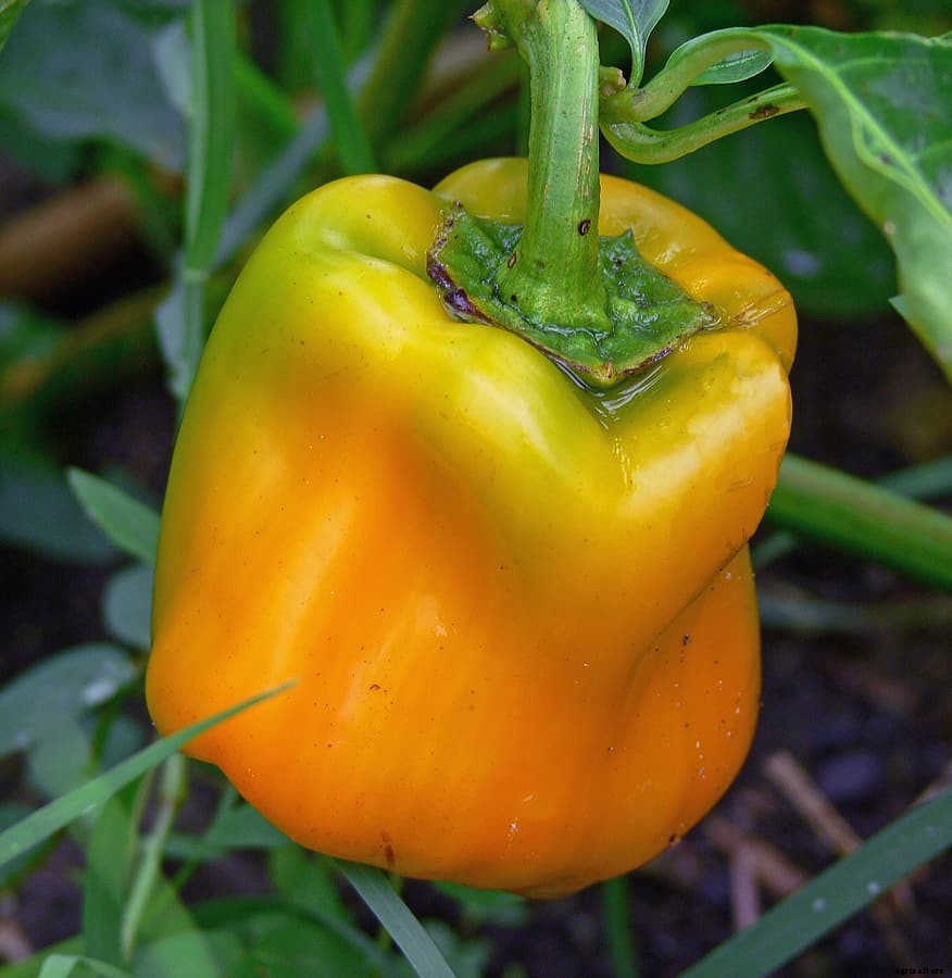 How to Grow Peppers
