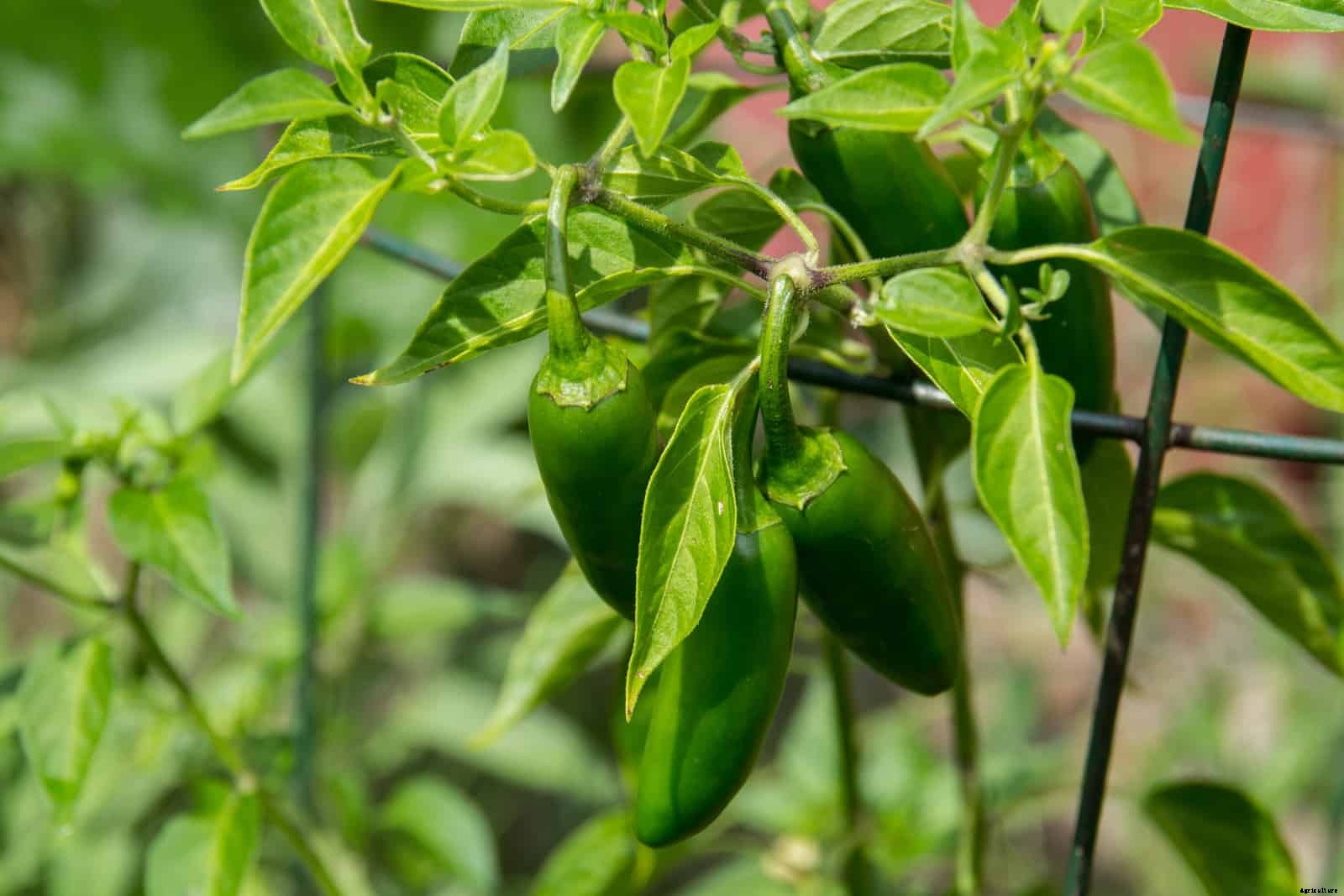 How to Grow Peppers