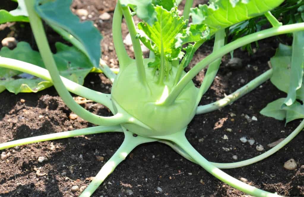 How to Grow Kohlrabi